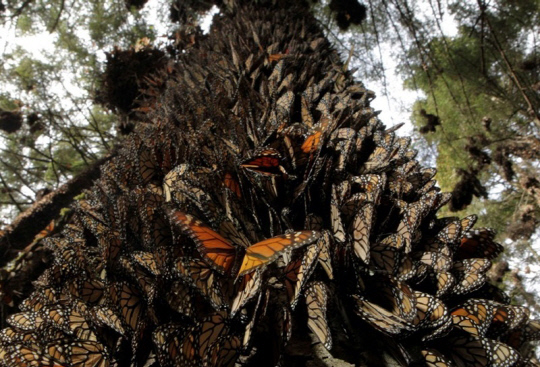 나비 떼. 기사와 직접적인 관련 없음.<로이터=연합뉴스>